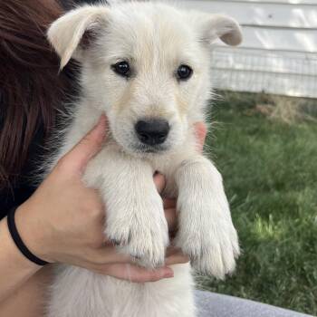 Merlin -  Shepherd Dog for Adoption in Cashmere, Washington - Merlin | PetCurious