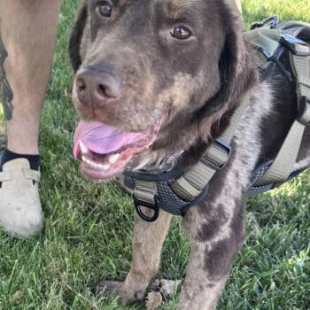 Ellie -  Labrador Retriever and Catahoula Leopard Dog Dog for Adoption in San Francisco, California - Ellie | PetCurious