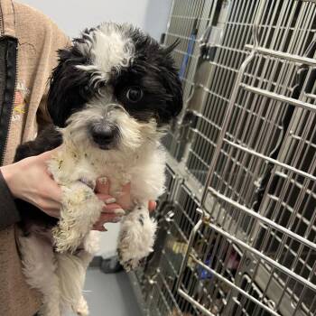 Maltese and Poodle Dogs Available for Adoption - Pocket Reindeer | PetCurious