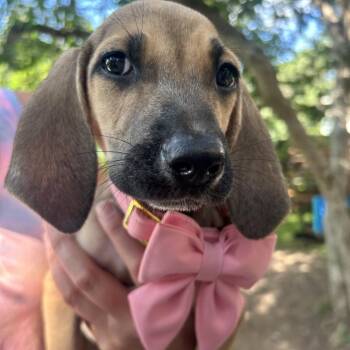 Ladybird -  Coonhound Dog for Adoption in Austin, Texas - Ladybird | PetCurious