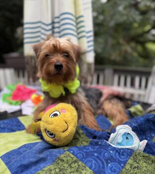 Poppy- -1 year-10 lbs -  Yorkshire Terrier Dog for Adoption - Poppy- -1 Year-10 Lbs | PetCurious