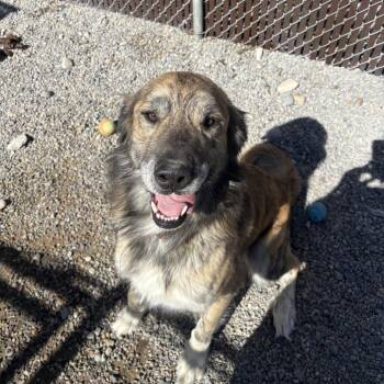 Cooper -  Great Pyrenees and Anatolian Shepherd Dog for Adoption in Rexburg, Idaho - Cooper | PetCurious