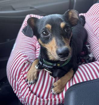 Miniature Pinscher Dogs Available for Adoption - Valentino | PetCurious