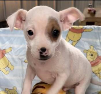 Chihuahua Dogs Available for Adoption in Washington, District Of Columbia - Babe Tigger | PetCurious