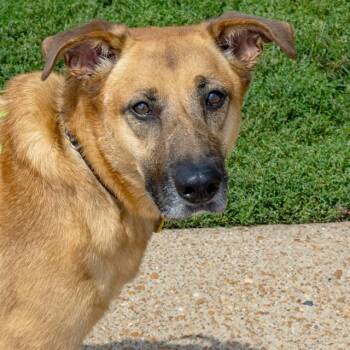DASH -  Australian Shepherd and Mixed Breed Dog for Adoption in St. Louis, Missouri - DASH | PetCurious