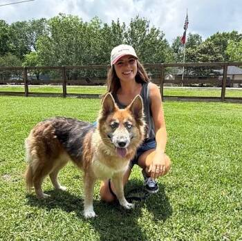 Shasha Honey the Gorgeous Good Girl -  German Shepherd Dog and Husky Dog for Adoption in Friendswood, Texas - Shasha Honey The Gorgeous Good Girl | PetCurious