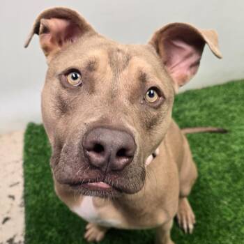 Tank -  Mixed Breed Dog for Adoption in Columbia, Missouri - Tank | PetCurious