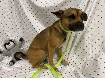 Rat Terrier and Mixed Breed Dogs Available for Adoption in Modesto, California - A609810 | PetCurious