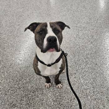 Rescue Pit Bull Terrier Dogs for Adoption in Shepherdsville, Kentucky - Stache | PetCurious