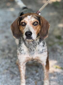 Zach -  Beagle Dog for Adoption in Meherrin, Virginia - Zach | PetCurious