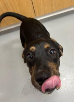 Alex -  Hound Dog for Adoption in Hartsville, South Carolina - Alex | PetCurious