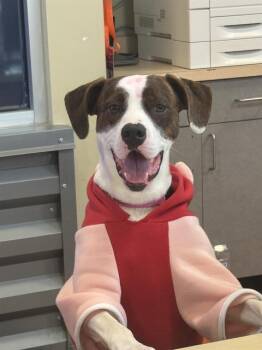 Mixed Breed Dogs Available for Adoption - FORREST | PetCurious