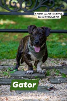 Gator -  Basset Hound Dog for Adoption in Sevierville, Tennessee - Gator | PetCurious