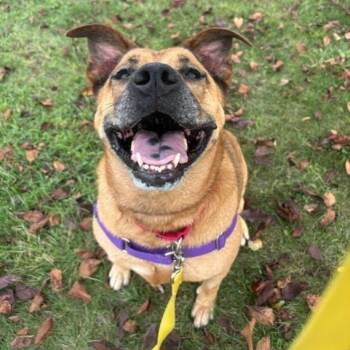 Rescue Mixed Breed Dogs for Adoption in Pittsburgh, Pennsylvania - Nahme | PetCurious