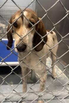 Rescue Treeing Walker Coonhound Dogs for Adoption in Lexington, Massachusetts - Bertha | PetCurious