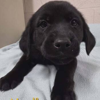 Labrador Retriever Dogs Available for Adoption - Marlin | PetCurious