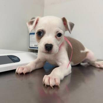 Pit Bull Terrier Dogs Available for Adoption - Paloma | PetCurious