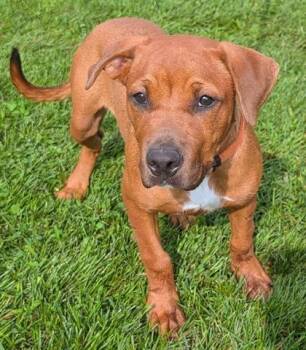 RUBY RED -  Bloodhound and Mixed Breed Dog for Adoption in Akron, Ohio - RUBY RED | PetCurious