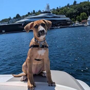 Sunshine Skyway Bridge -  Pit Bull Terrier and American Bully Dog Available for Adoption in Friendswood, Texas - Sunshine Skyway Bridge | PetCurious