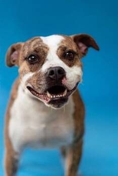 JUNIPER -  Terrier Dog for Adoption in Pegram, Tennessee - JUNIPER | PetCurious
