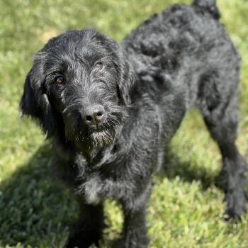 Labradoodle Dogs Available for Adoption in Hughesville, Maryland - Bellini | PetCurious