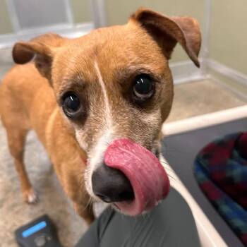 Harold -  Dachshund and Beagle Dog for Adoption in Woodinville, Washington - Harold | PetCurious