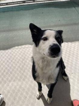 Rescue Border Collie Dogs for Adoption in Steamboat Springs, Colorado - Sir Quilliam | PetCurious