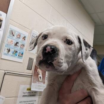 Mixed Breed Dogs Available for Adoption - Snoop | PetCurious