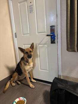 Negra -  German Shepherd Dog Dog for Adoption in Duxbury, Massachusetts - Negra | PetCurious