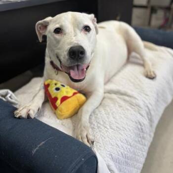 Rescue Mixed Breed Dogs for Adoption in Dallas, Texas - Bronson | PetCurious