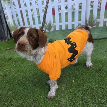 Terrier and Poodle Dogs Available for Adoption in Long Beach, California - CHARLIE BROWN | PetCurious