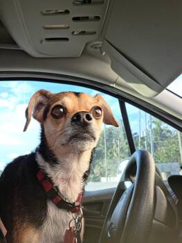 Monkey -  Chihuahua Dog Available for Adoption in Town 