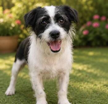 CAIRO -  Jack Russell Terrier and Shih Tzu Dog for Adoption in Margate, Florida - CAIRO | PetCurious