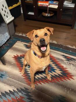 Cooper -  Mixed Breed Dog for Adoption in Durango, Colorado - Cooper | PetCurious