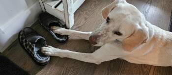 Louis -  Labrador Retriever Dog for Adoption in Roxbury Township, New Jersey - Louis | PetCurious