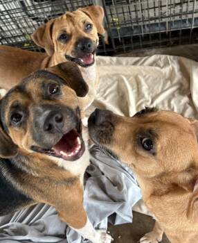 Pugsy -  Pug and Beagle Dog for Adoption in Tunica, Mississippi - Pugsy | PetCurious