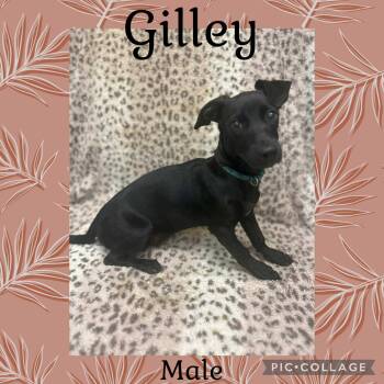 Rescue Dachshund Dogs for Adoption in Pelham, New Hampshire - Gilley | PetCurious