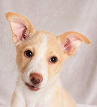 Terrier Dogs Available for Adoption in Newport, Tennessee - All The Glory | PetCurious