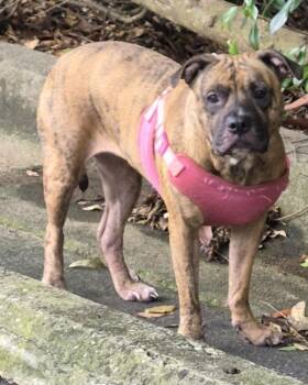 Pit Bull Terrier Dogs Available for Adoption in Lawrenceville, Georgia - Ic-1 | PetCurious