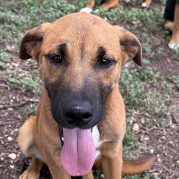 Abigail -  Black Mouth Cur and German Shepherd Dog Dog for Adoption in Boerne, Texas - Abigail | PetCurious