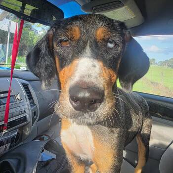 Pita -  Catahoula Leopard Dog Dog for Adoption in Boca Raton, Florida - Pita | PetCurious