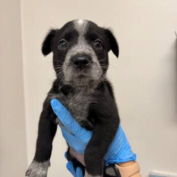 Thanksgiving -  Mixed Breed Dog for Adoption in Columbiana, Alabama - Thanksgiving | PetCurious