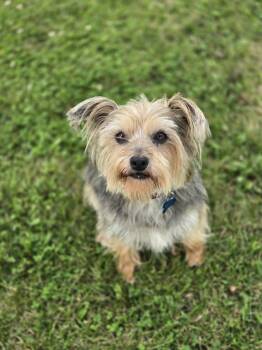 Molly -  Yorkshire Terrier Dog for Adoption in Plainfield, Illinois - Molly | PetCurious