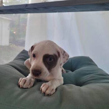 Raven -  Pit Bull Terrier Dog for Adoption in New London, Wisconsin - Raven | PetCurious