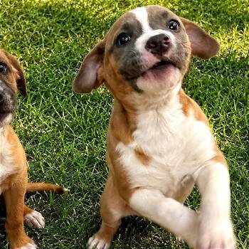 Mixed Breed Dogs Available for Adoption in Tulsa, Oklahoma - Salsa | PetCurious