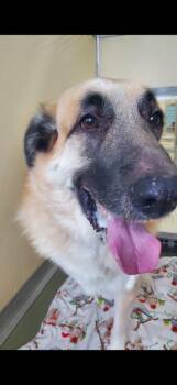 Mixed Breed Dogs Available for Adoption in Columbia, Tennessee - Hemi | PetCurious