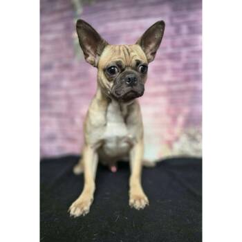 Theo -  Pug and French Bulldog Dog for Adoption in Boulder, Colorado - Theo | PetCurious