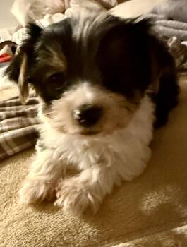 Hypoallergenic purebred Yorkie male pup -  Yorkshire Terrier Dog for Adoption in Boca Raton, Florida - Hypoallergenic Purebred Yorkie Male Pup | PetCurious