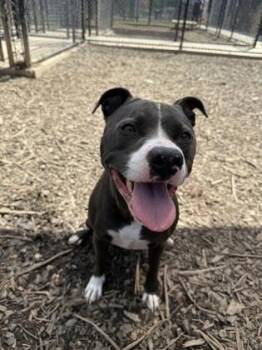 Celeste -  Pit Bull Terrier and Mixed Breed Dog for Adoption in Atlanta, Georgia - Celeste | PetCurious