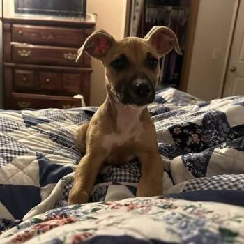 Mixed Breed Dogs Available for Adoption - Spike | PetCurious